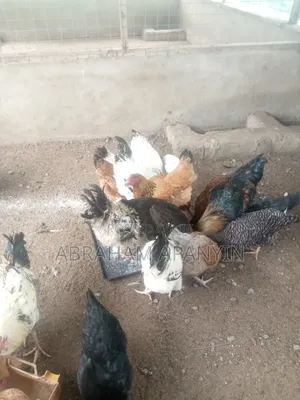 Hard Broilers for Sale