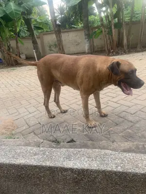 1+ year Male Mixed Breed Boerboel
