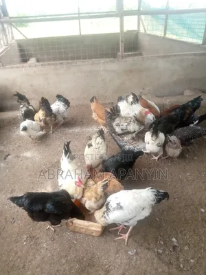 Broilers for Sale