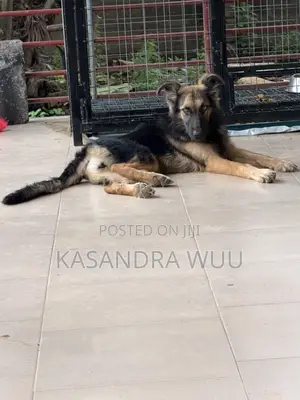 3-6 months Female Purebred German Shepherd