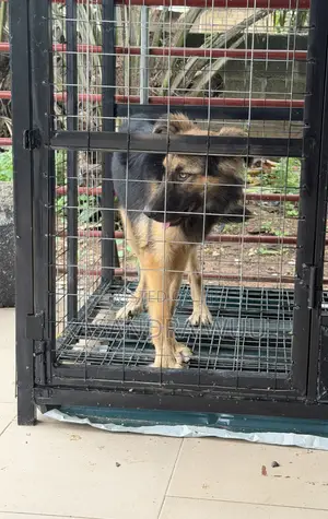 3-6 months Female Purebred German Shepherd