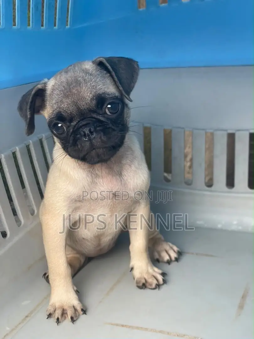 1-3 months Female Purebred Pug