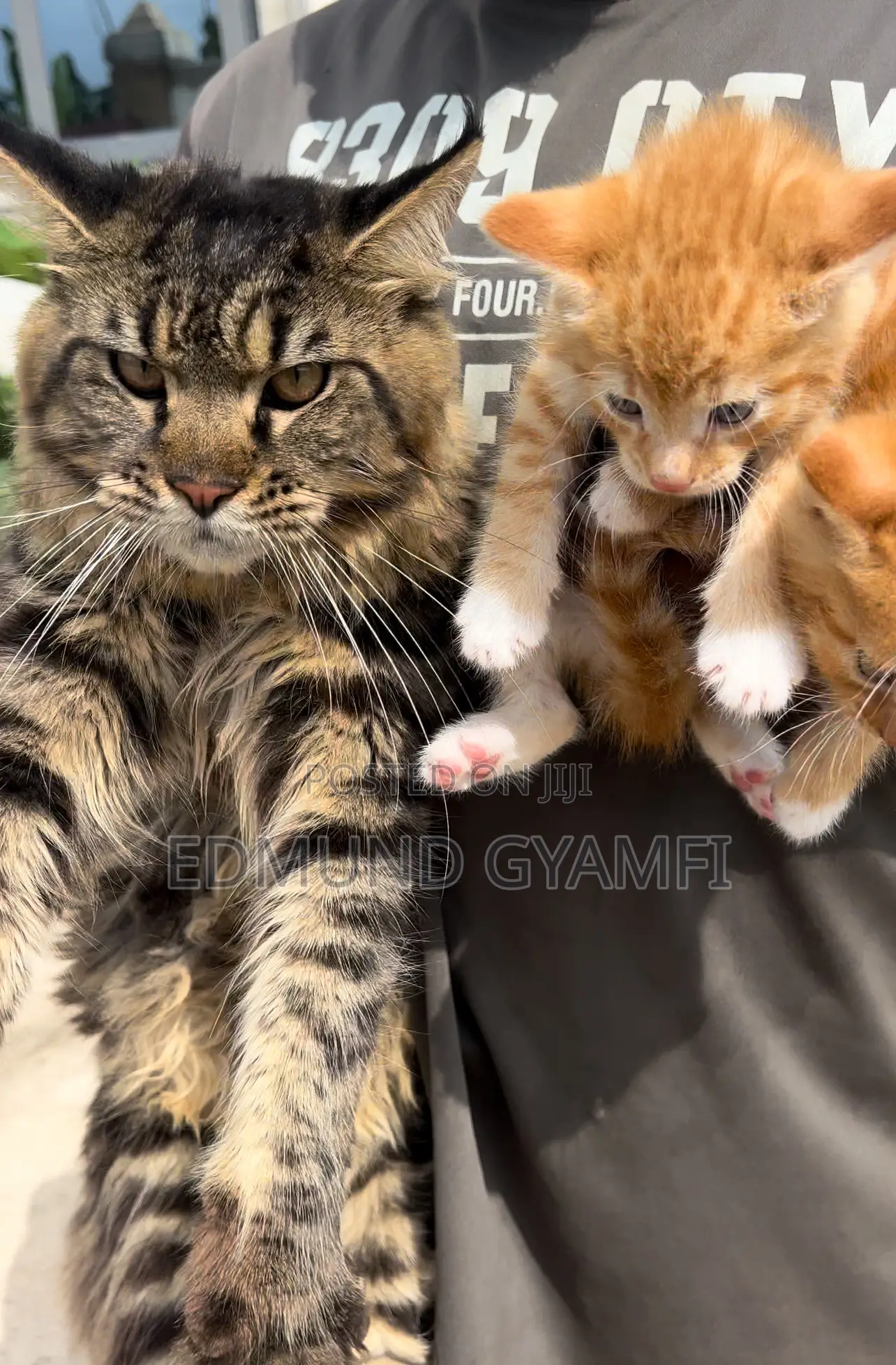 1-3 months Male Purebred Maine Coon