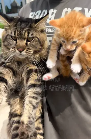 1-3 months Male Purebred Maine Coon
