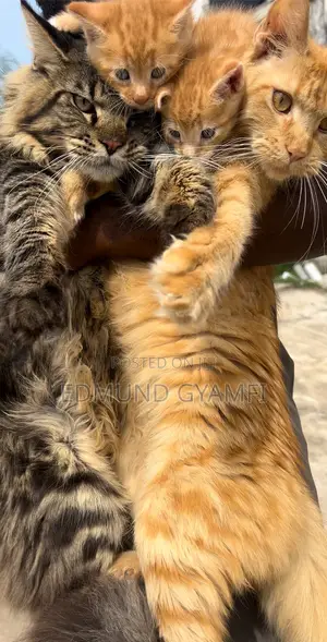 1-3 months Male Purebred Maine Coon