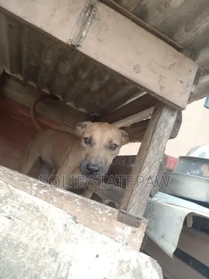 3-6 months Female Purebred American Pit Bull Terrier