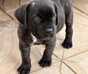 1-3 months Male Purebred Boerboel