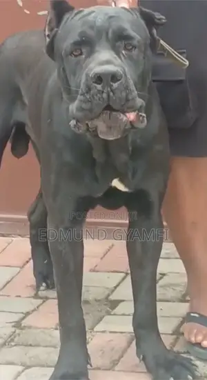 1+ year Male Purebred Cane Corso