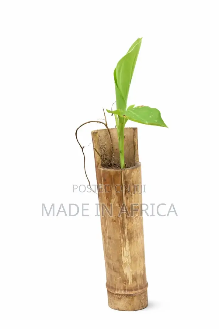 Bamboo Vases Plant Feeders