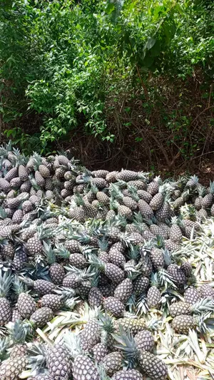 Sugar Loaf Pineapple for Sale.