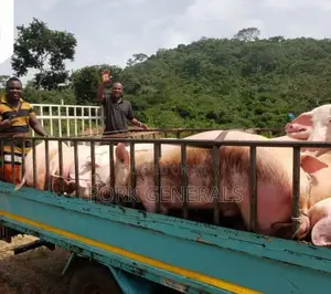 Fresh Pork Available