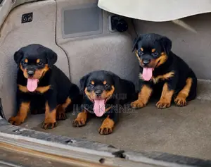 1-3 months Male Purebred Rottweiler