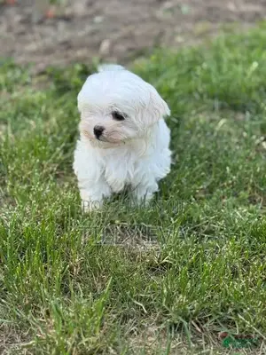 1-3 months Male Purebred Maltese