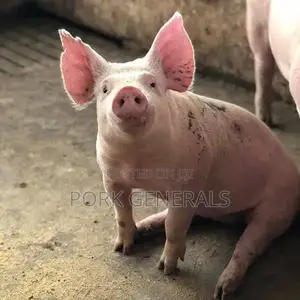 Healthy Weaners Pigs Available ( WANT TO START a PIG FARM )