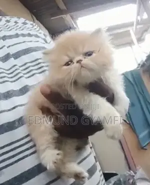 1-3 months Male Purebred Persian
