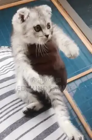 1-3 months Male Purebred Scottish Fold