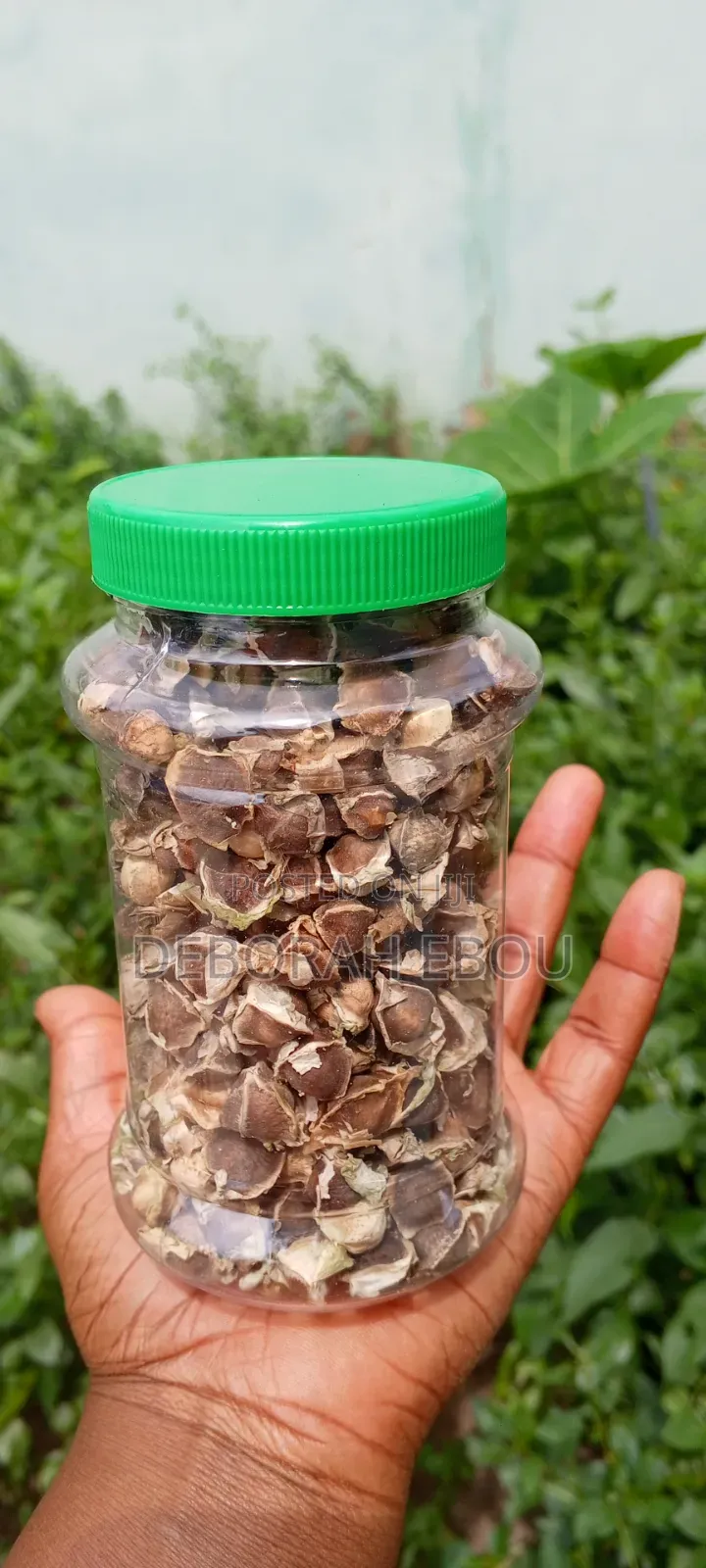 Moringa Seed