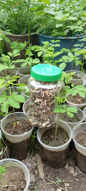 Moringa Seed