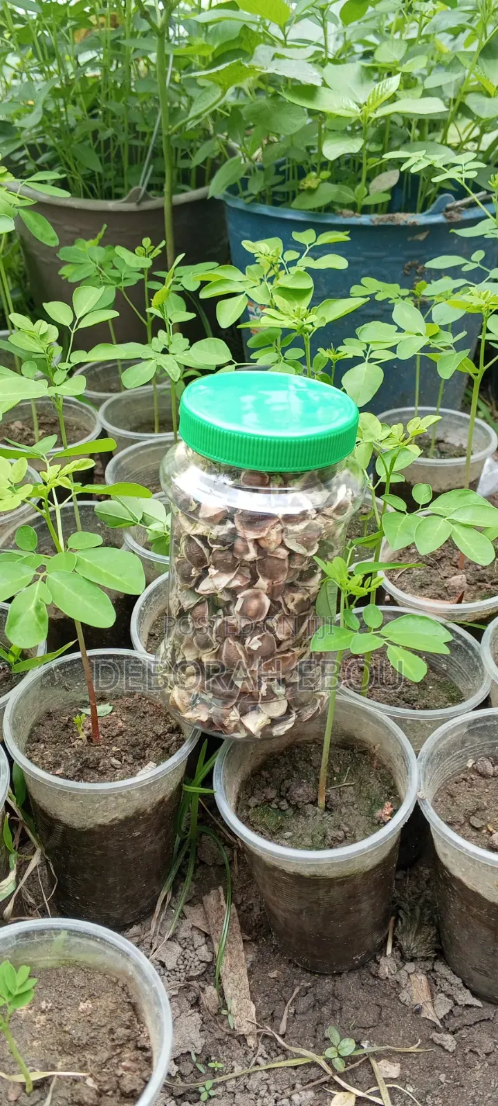 Moringa Seed