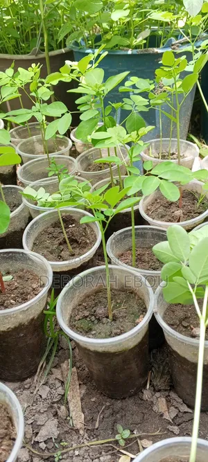 Moringa Seedlings