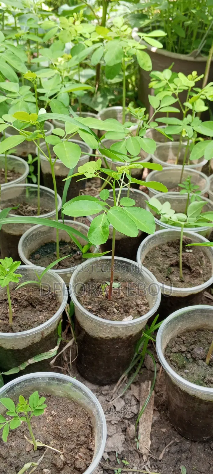Moringa Seedlings