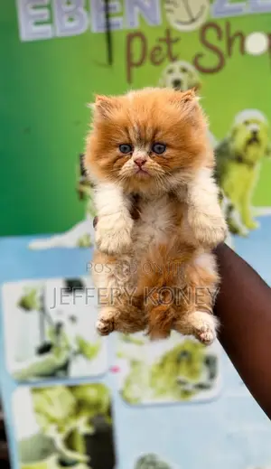 1-3 months Male Purebred Persian