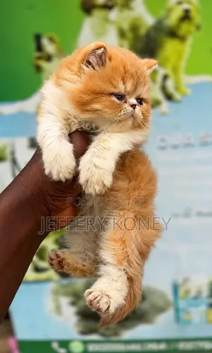 1-3 months Female Purebred Persian