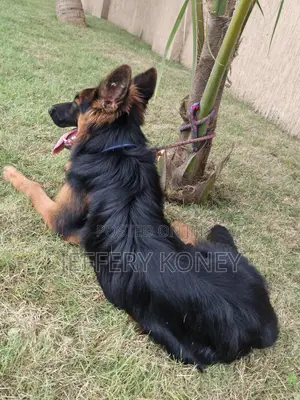 6-12 months Male Purebred German Shepherd