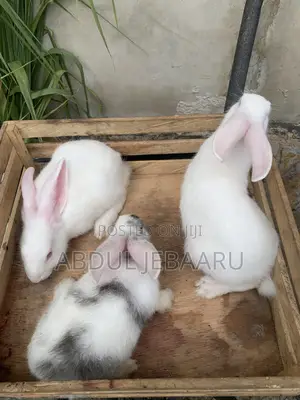 Live Stocks ( Rabbits).