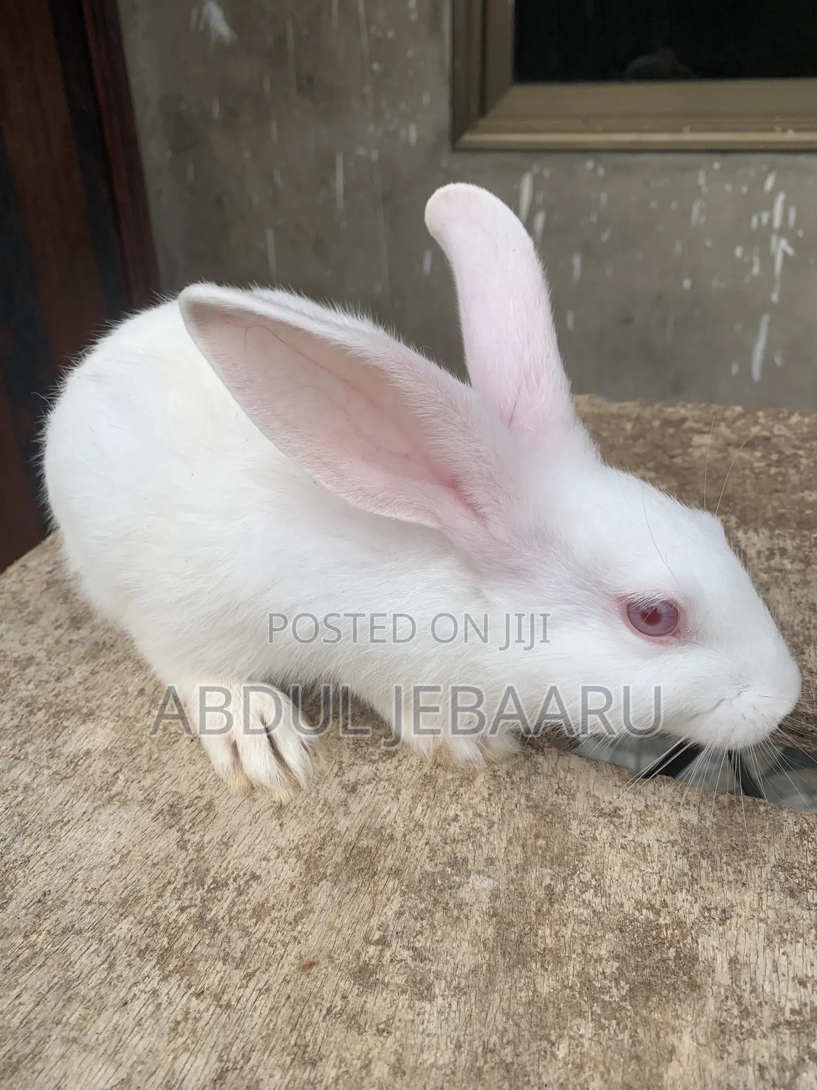 Live Stocks ( Rabbits).