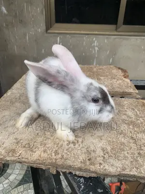 Live Stocks ( Rabbits).