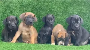 1-3 months Male Purebred Boerboel