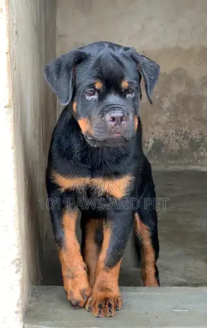 1-3 months Male Purebred Rottweiler