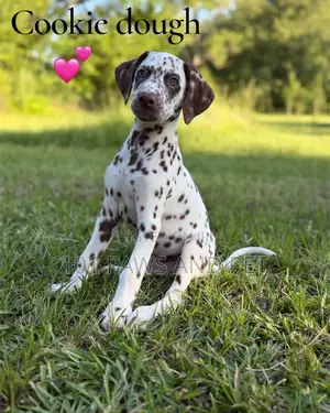 1-3 months Male Purebred Dalmatian