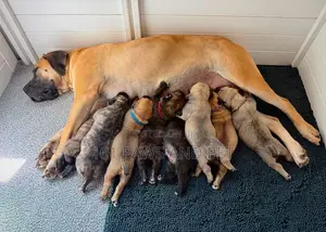1-3 months Male Purebred Boerboel