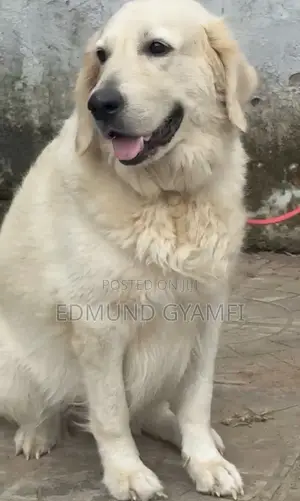 1+ year Female Purebred Golden Retriever