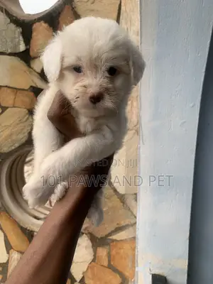 1-3 months Female Purebred Poodle