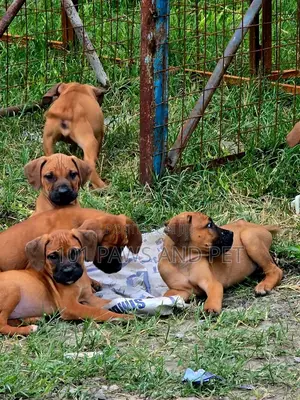 1-3 months Male Purebred Boerboel