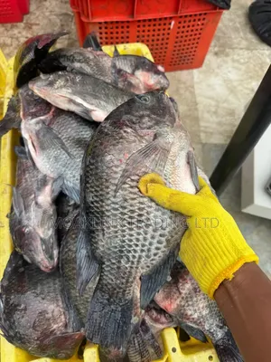 Fresh River Tilapia