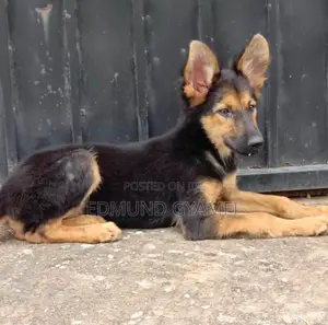 1-3 months Female Purebred German Shepherd
