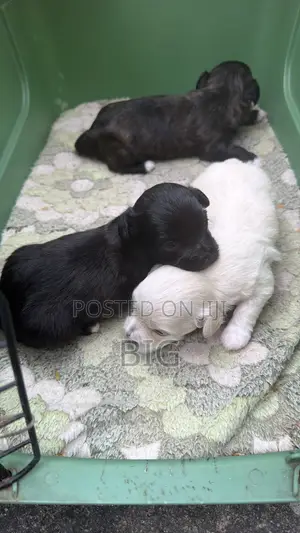 1-3 months Female Mixed Breed Maltipoo