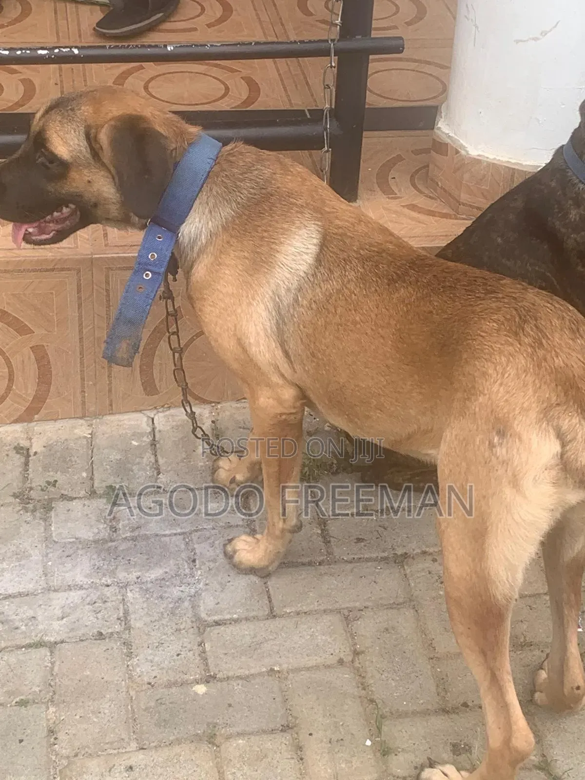 3-6 months Female Purebred Boerboel