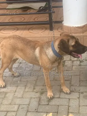 3-6 months Female Purebred Boerboel