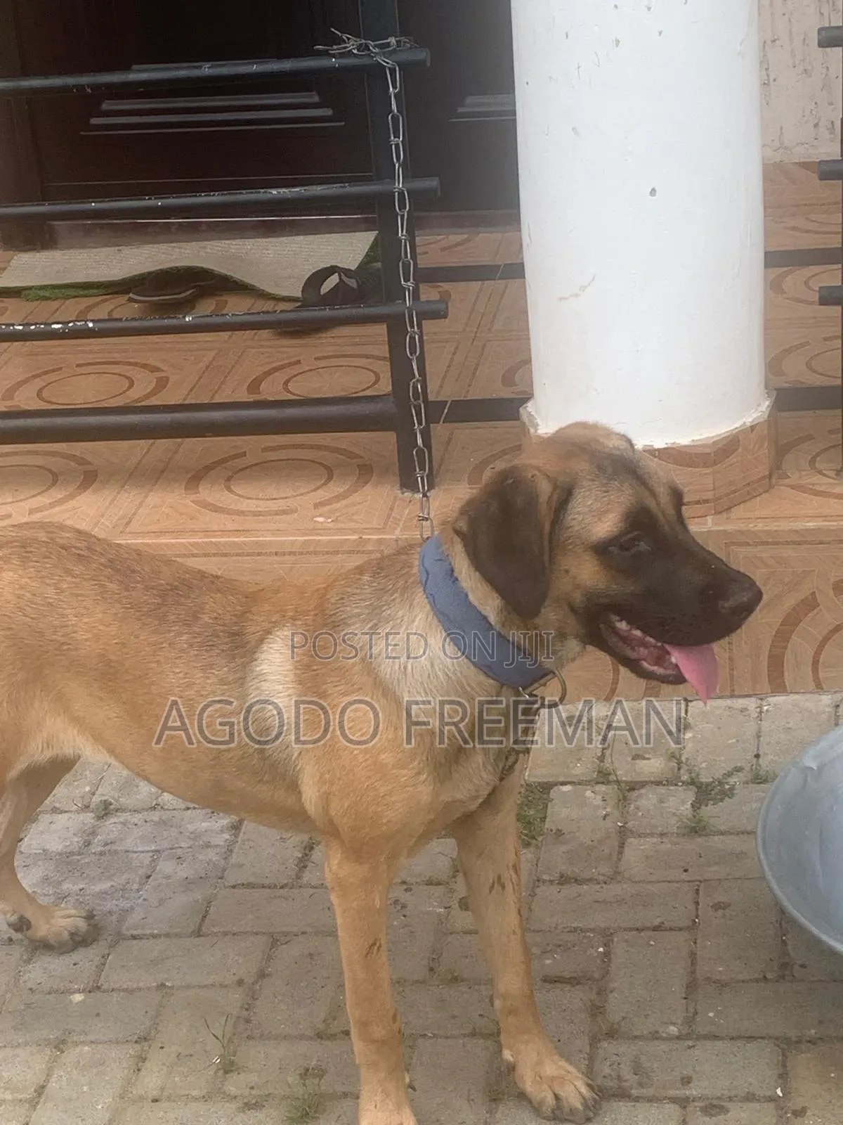3-6 months Female Purebred Boerboel