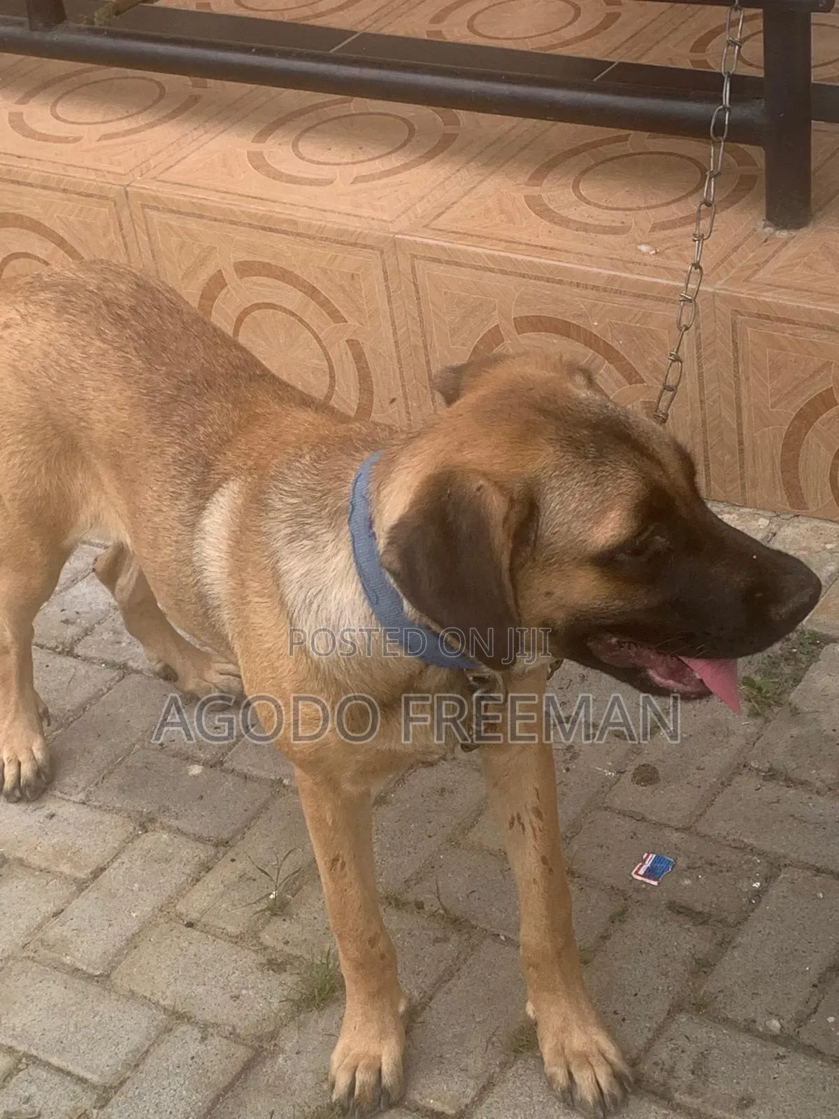 3-6 months Female Purebred Boerboel