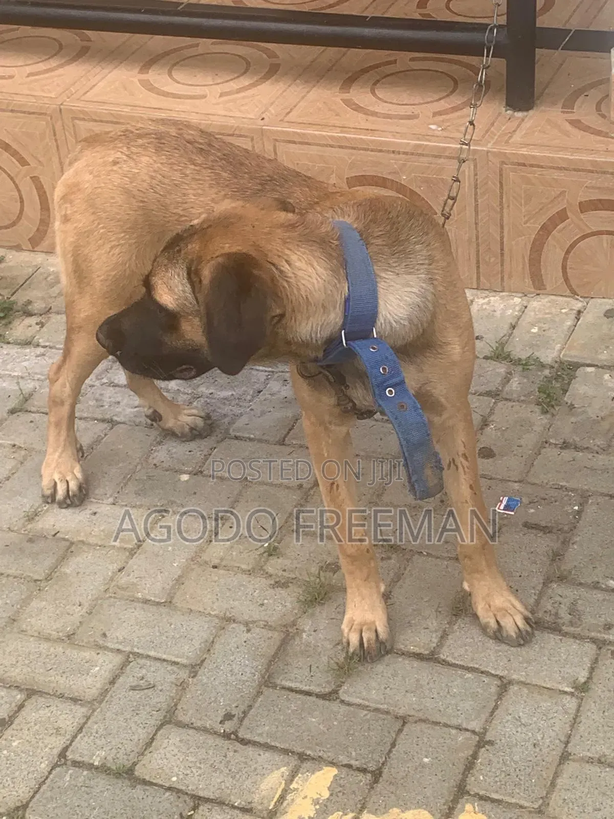 3-6 months Female Purebred Boerboel