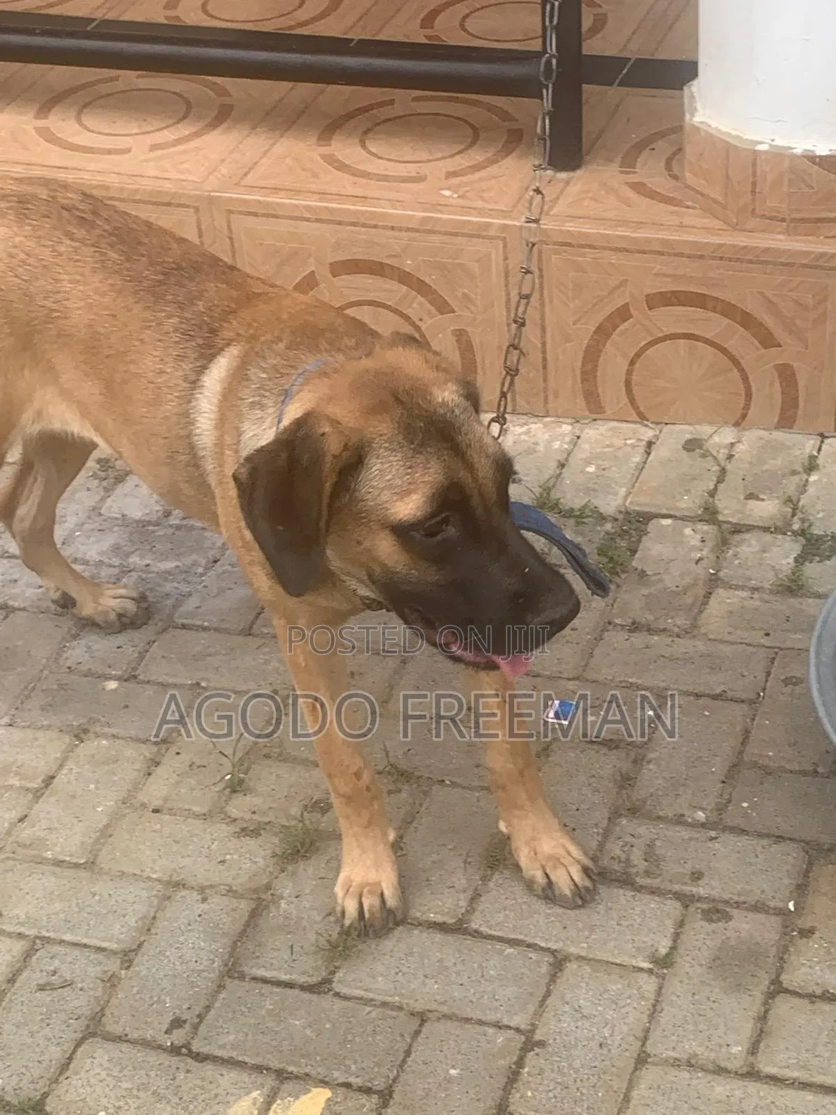 3-6 months Female Purebred Boerboel