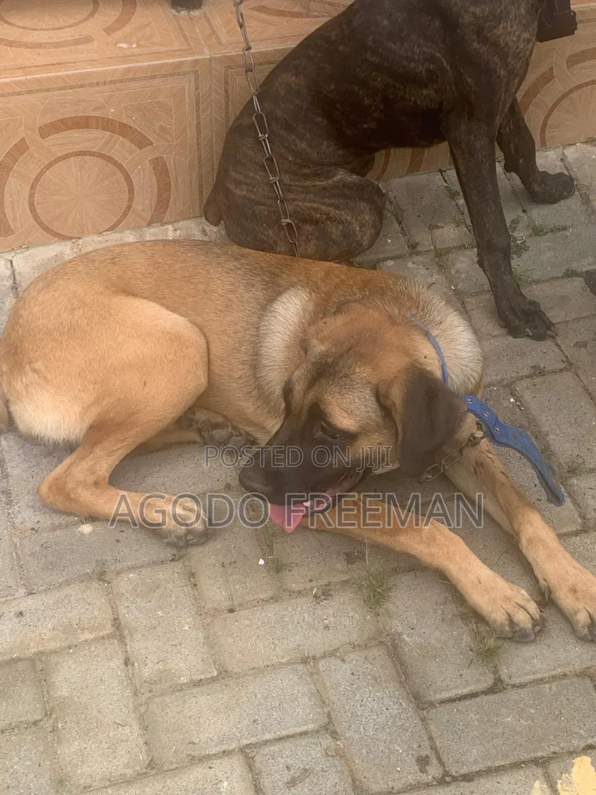 3-6 months Female Purebred Boerboel