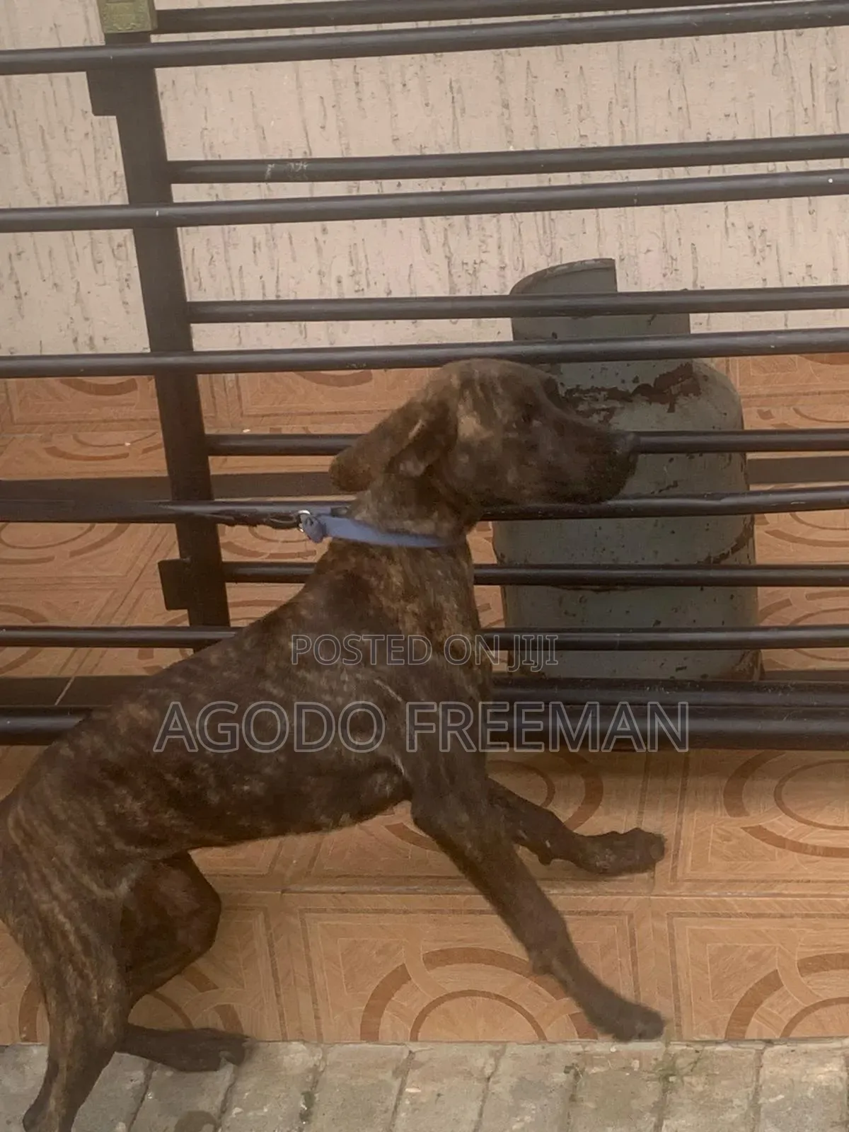 1-3 months Female Purebred Boerboel