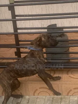 1-3 months Female Purebred Boerboel